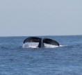 /album/galerie-de-photos-sortie-baleines/img-7321-jpg/