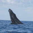 /album/galerie-de-photos-sortie-baleines/img-7424-jpg/