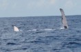 /album/galerie-de-photos-sortie-baleines/img-7469-jpg/