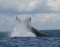 /album/galerie-de-photos-sortie-baleines/img-7555-jpg/