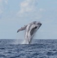 /album/galerie-de-photos-sortie-baleines/img-7426-jpg/